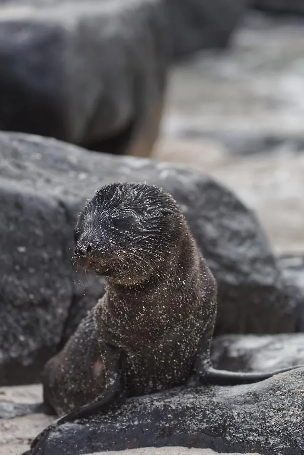 Suite Cielo, Discover The Magic Of Galapagos Puerto Baquerizo Moreno